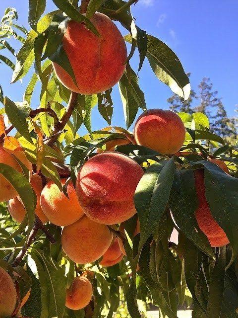 Berry Patch Surprise: Juicy Mix Delight